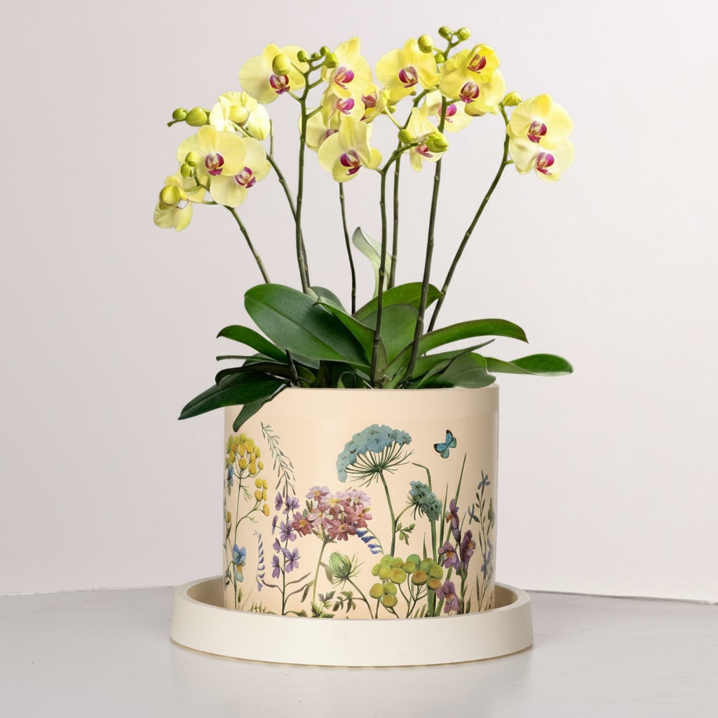 Botanical Ceramic Cylindrical Planter And Saucer With Orchid