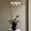 Matte Black Ceramic Flared Vase with Orchids