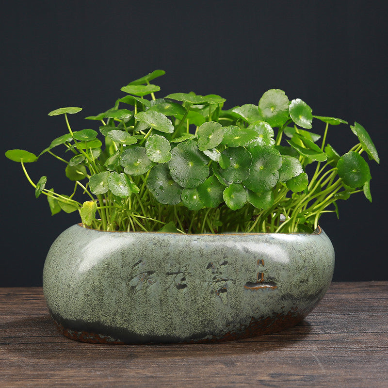 Hydroponic ceramic planter with green plants