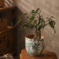 Textured ceramic planter with teal and rust glaze holding a green plant