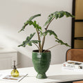 Textured green ceramic chalice planter with large leafy plant