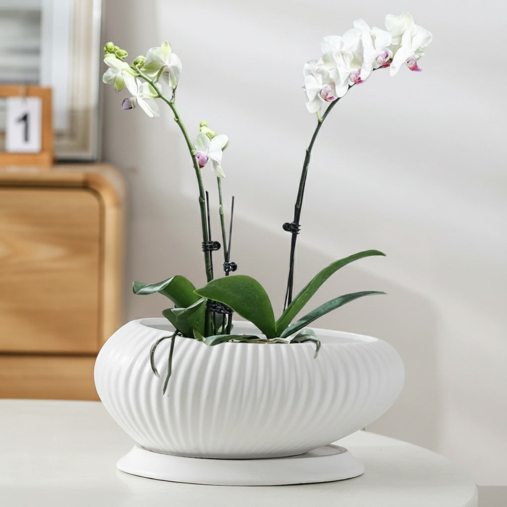 White Ceramic Fluted Oval Planter With Orchid
